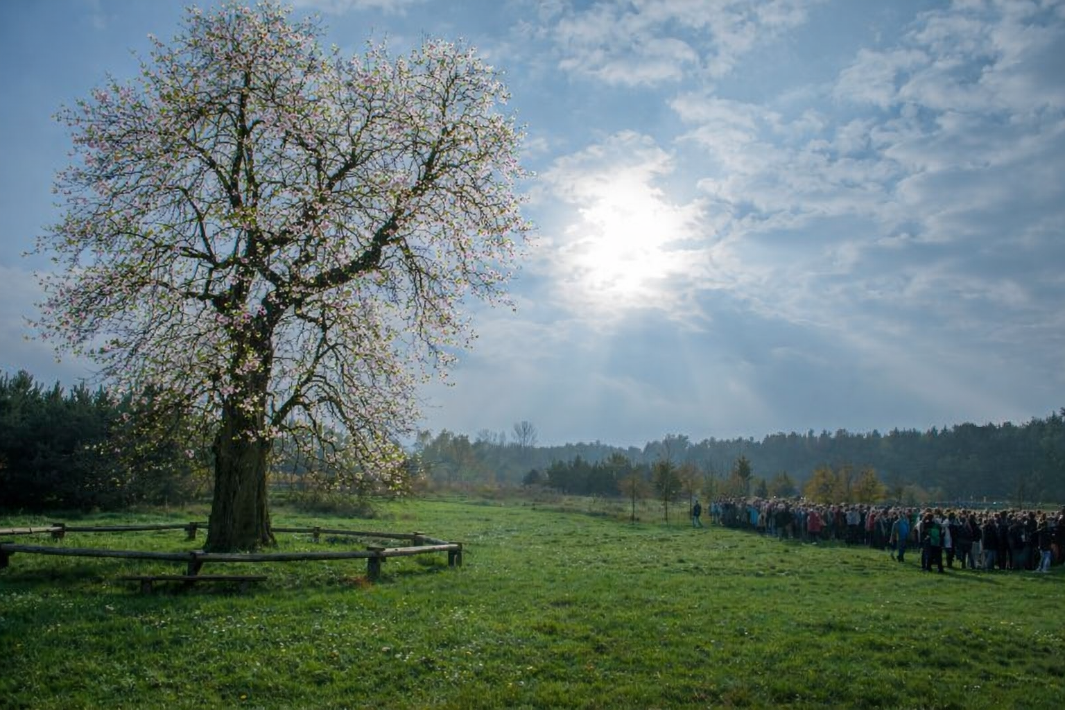 grusza wiosna